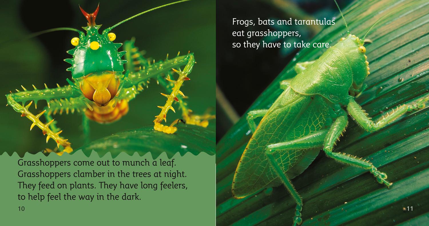 Beispielinhalt (Bild) The Rainforest at Night