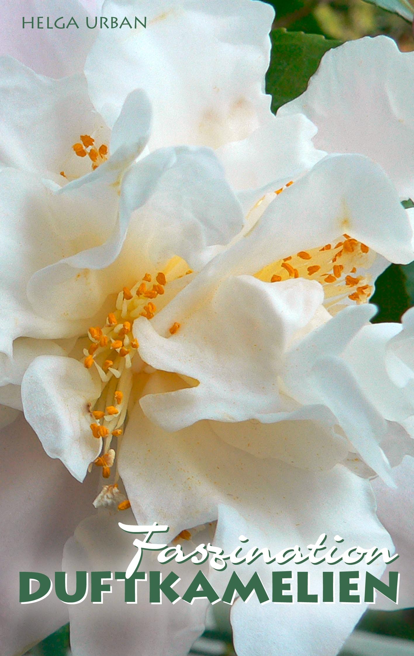 Vorderes Coverbild Faszination Duftkamelien