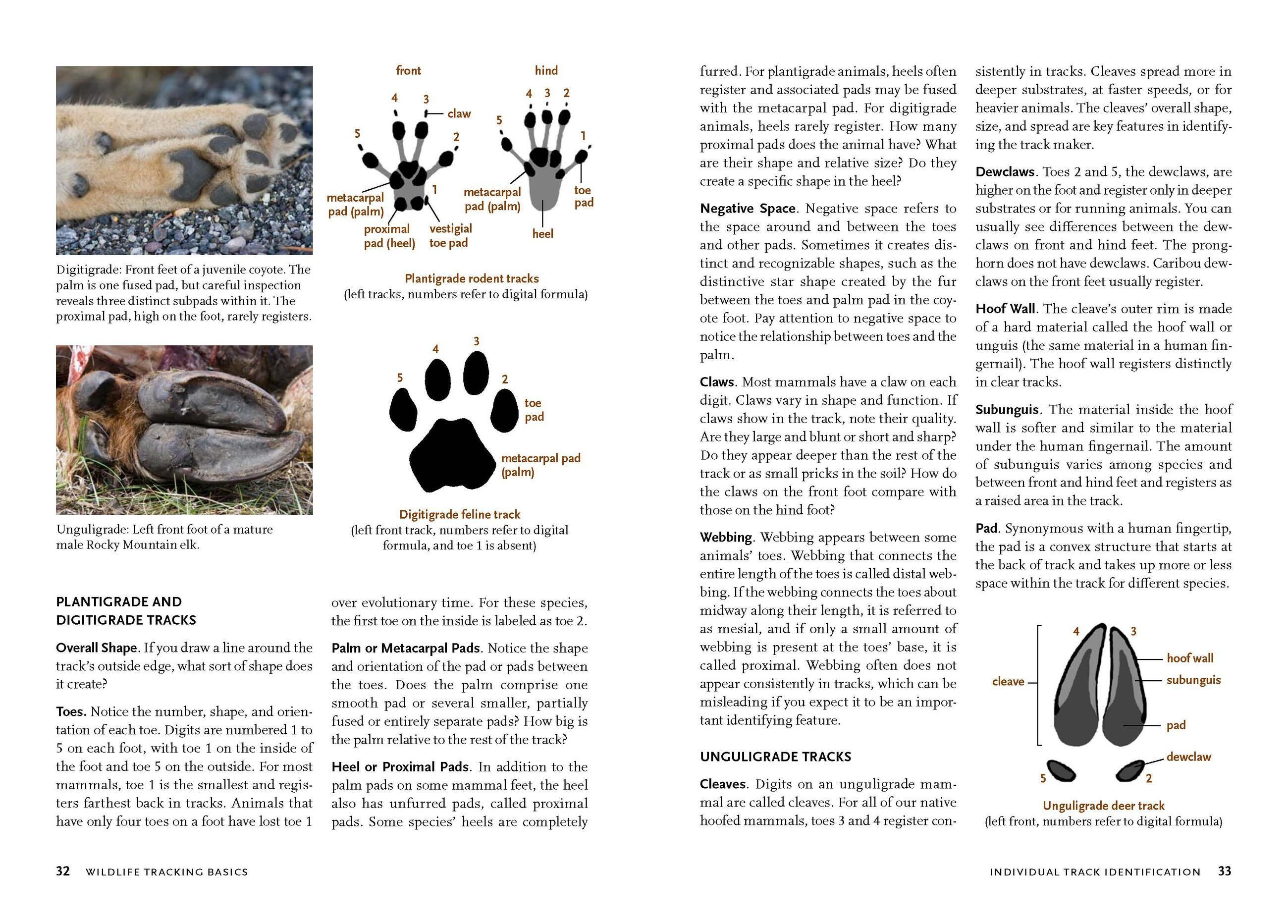 Beispielinhalt (Bild) Wildlife of the Pacific Northwest