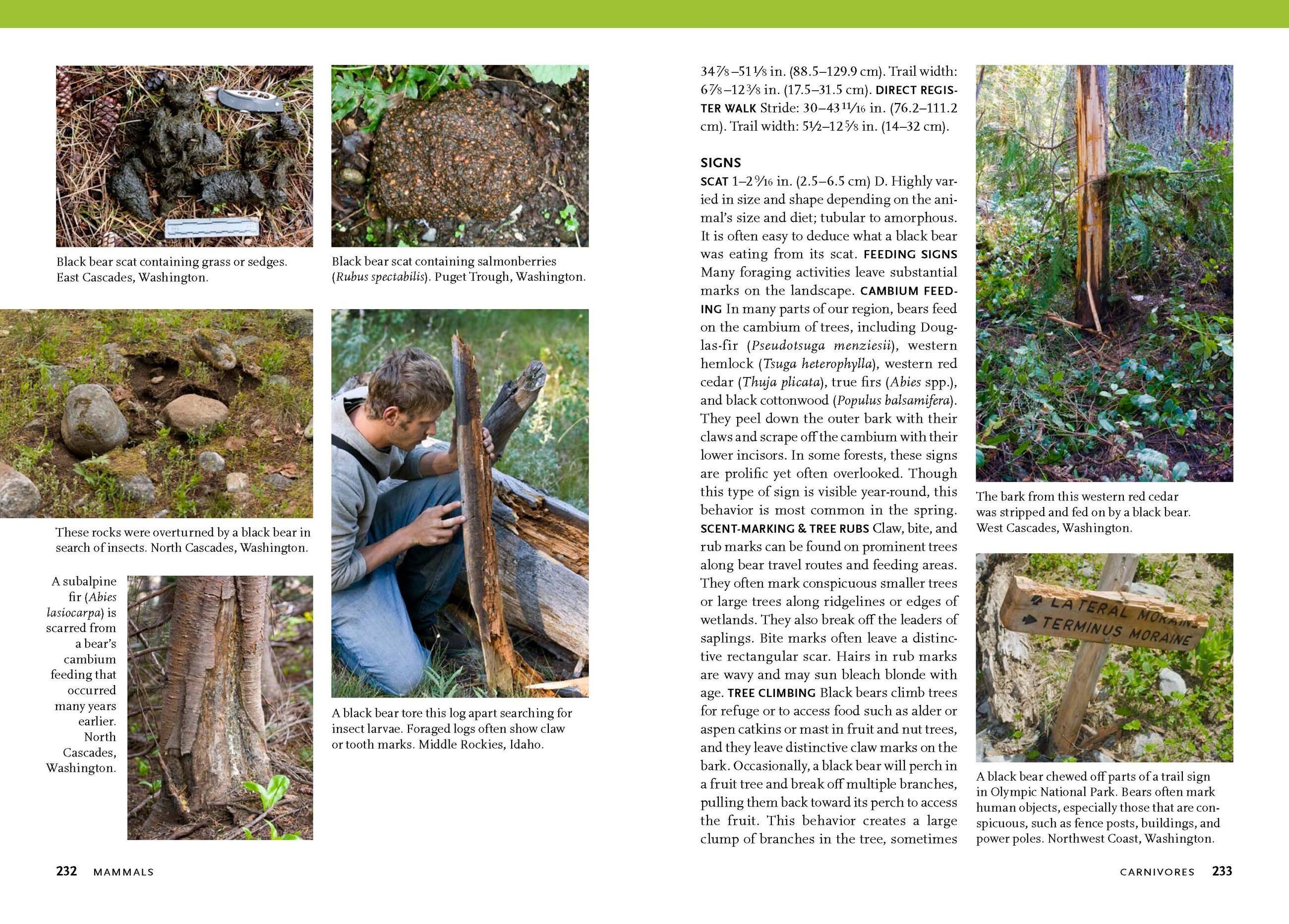 Beispielinhalt (Bild) Wildlife of the Pacific Northwest