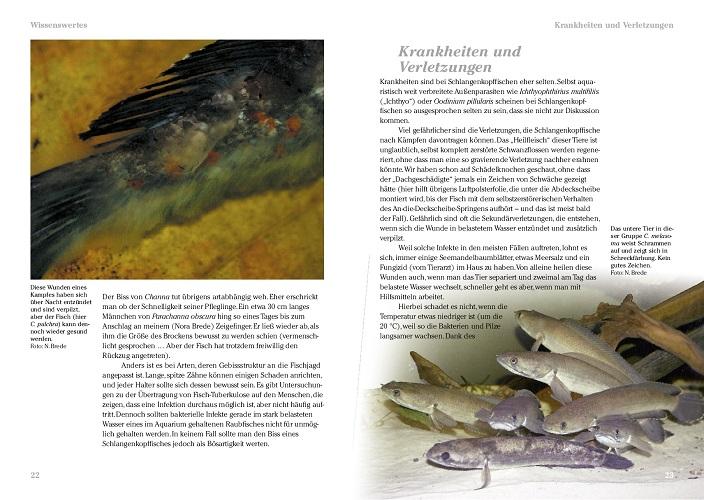 Beispielinhalt (Bild) Art für Art: Schlangenkopffische
