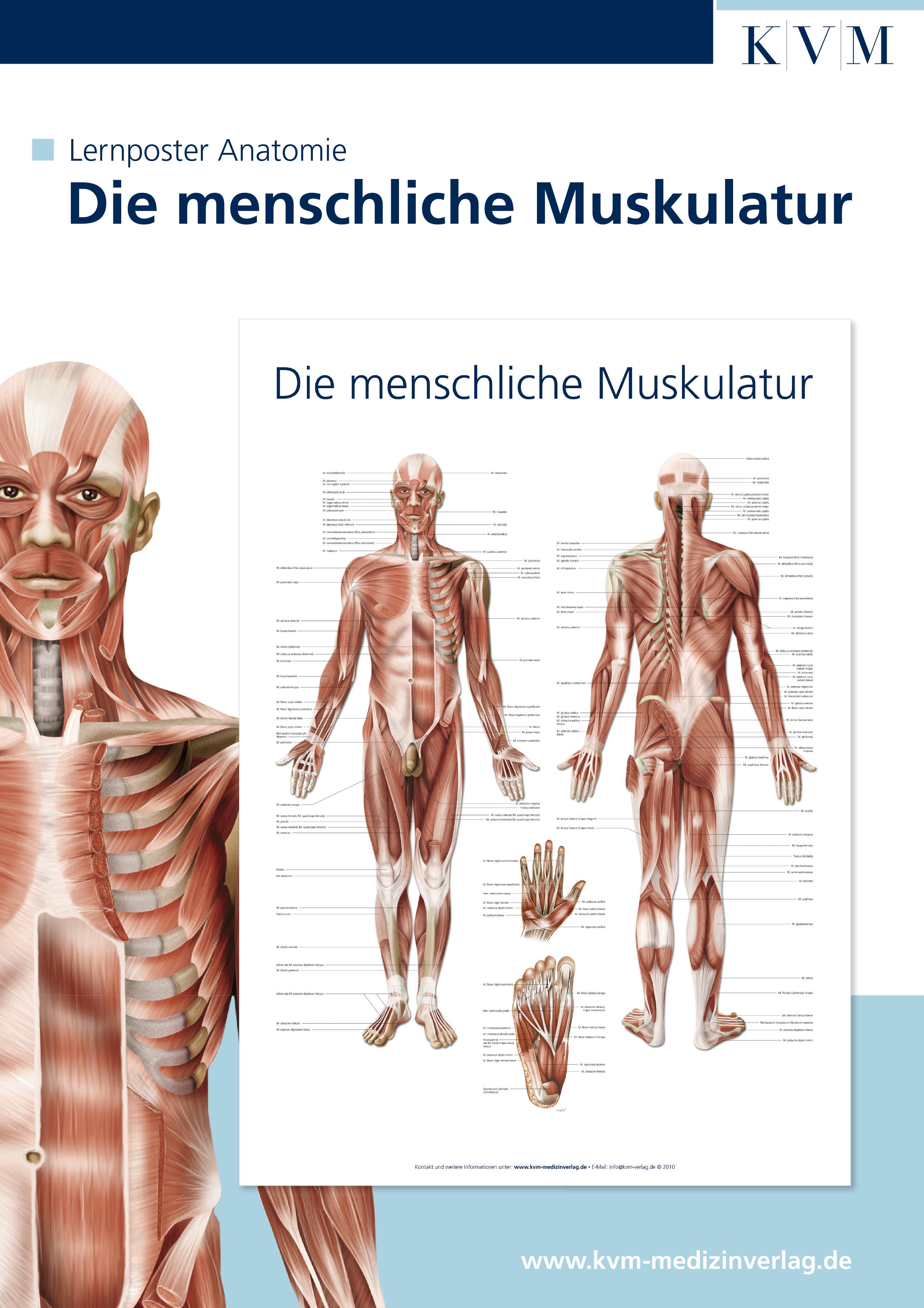 Vorderes Coverbild Anatomie Lernposter. Die menschliche Muskulatur