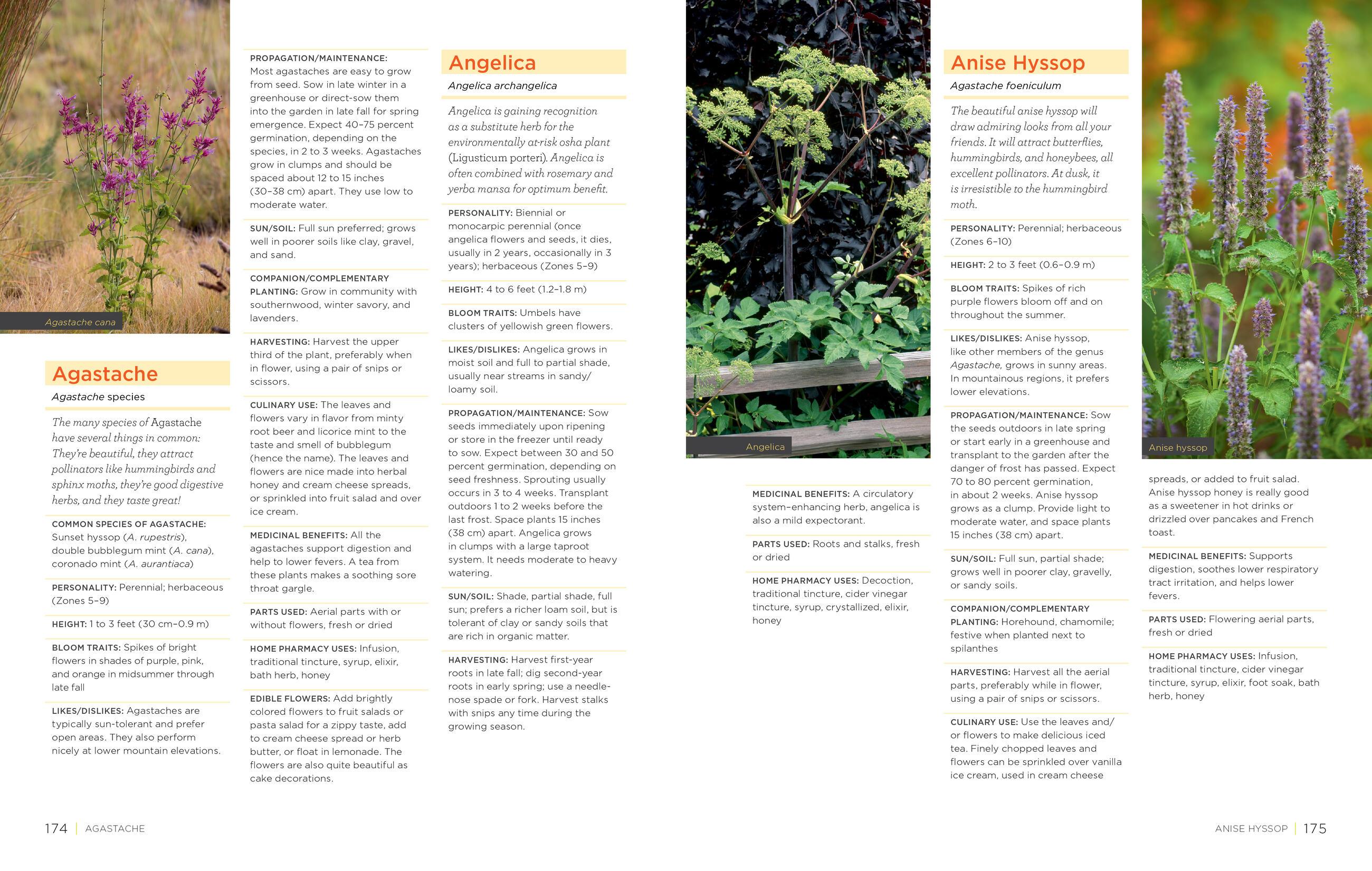 Beispielinhalt (Bild) Homegrown Herbs