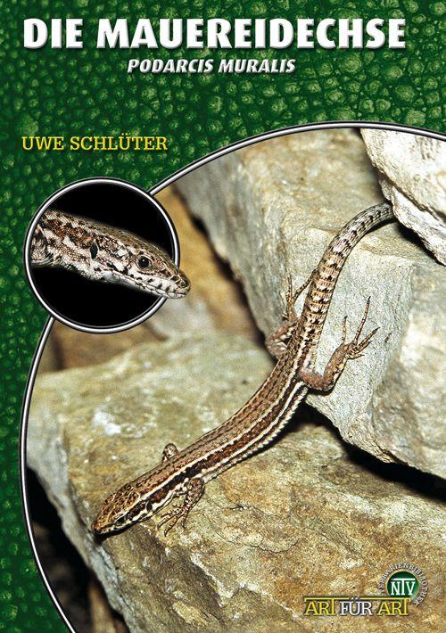 Vorderes Coverbild Die Mauereidechse