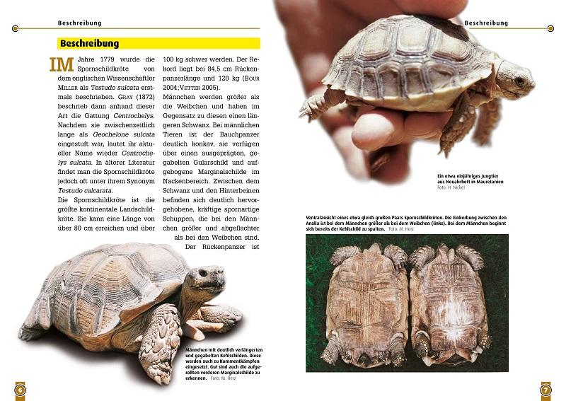 Beispielinhalt (Bild) Die Spornschildkröte
