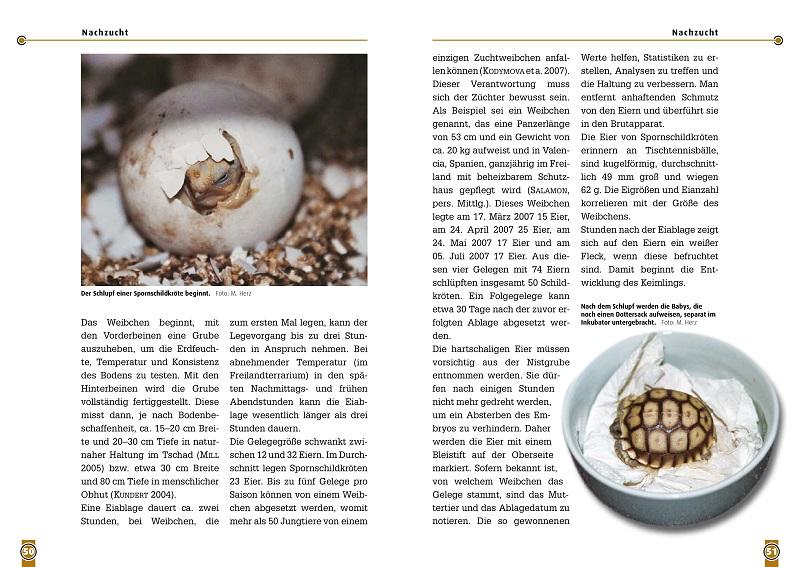 Beispielinhalt (Bild) Die Spornschildkröte