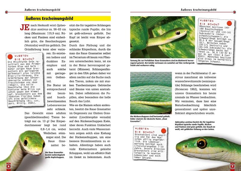 Beispielinhalt (Bild) Art für Art Nattern 19. Die Raue Grasnatter