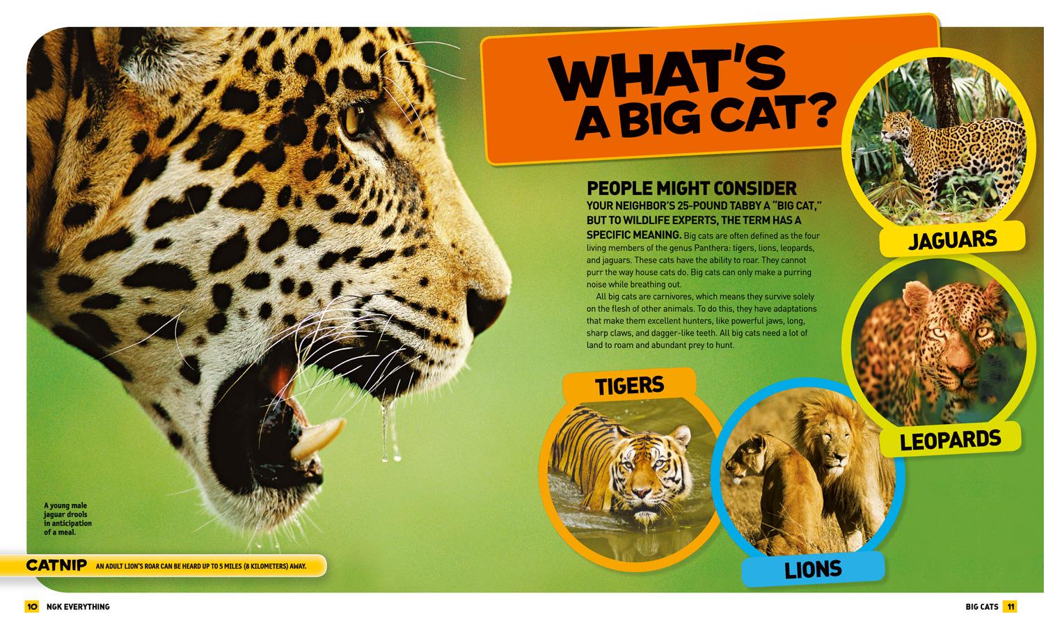Beispielinhalt (Bild) National Geographic Kids Everything Big Cats