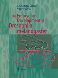 Vorderes Coverbild The Embryonic Development of Drosophila melanogaster