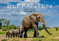 Vorderes Coverbild Elefanten Kalender 2025