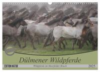 Vorderes Coverbild Dülmener Wildpferde - Wildpferde im Meerfelder Bruch (Wandkalender 2025 DIN A3 quer), CALVENDO Monatskalender