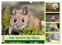 Vorderes Coverbild ... hier kommt die Maus ... (Wandkalender 2025 DIN A3 quer), CALVENDO Monatskalender