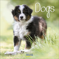 Vorderes Coverbild Dogs 2025