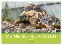 Vorderes Coverbild Meine Schildkröten (Wandkalender 2026 DIN A4 quer), CALVENDO Monatskalender