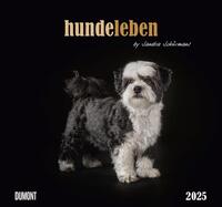 Vorderes Coverbild DUMONT – Hundeleben 2025 Wandkalender, 38x35,5cm, Foto-Kunst-Kalender mit charmanten Tiermotiven und Zitaten, by Sandra Schürmans