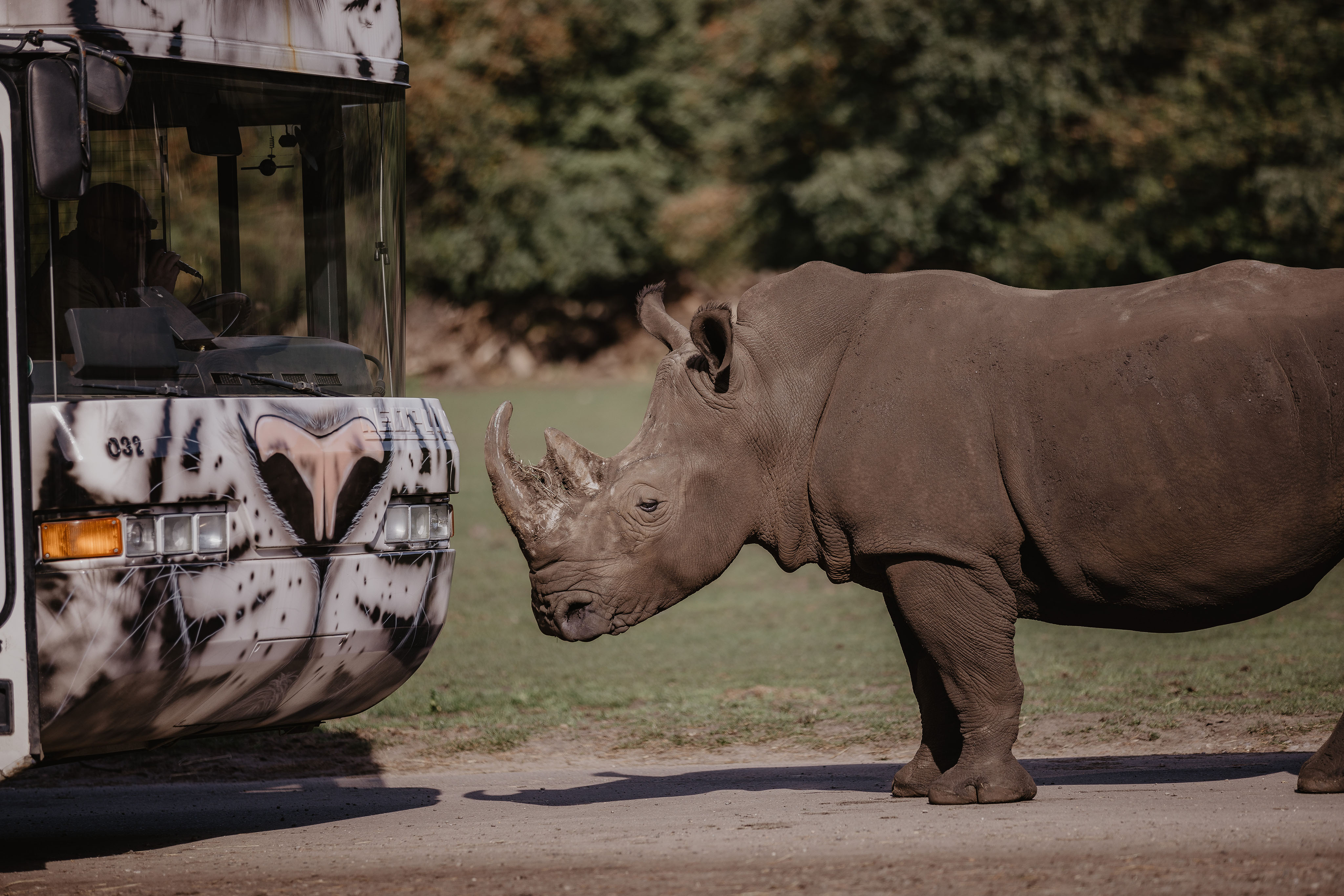 Beispielinhalt (Bild) Die Safari meines Lebens