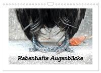 Vorderes Coverbild Rabenhafte Augenblicke (Wandkalender 2025 DIN A4 quer), CALVENDO Monatskalender