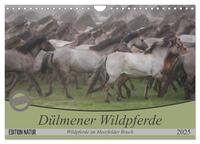 Vorderes Coverbild Dülmener Wildpferde - Wildpferde im Meerfelder Bruch (Wandkalender 2025 DIN A4 quer), CALVENDO Monatskalender