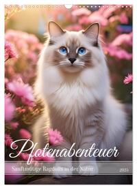 Vorderes Coverbild Pfotenabenteuer - Ragdolls in der Natur (Wandkalender 2025 DIN A3 hoch), CALVENDO Monatskalender