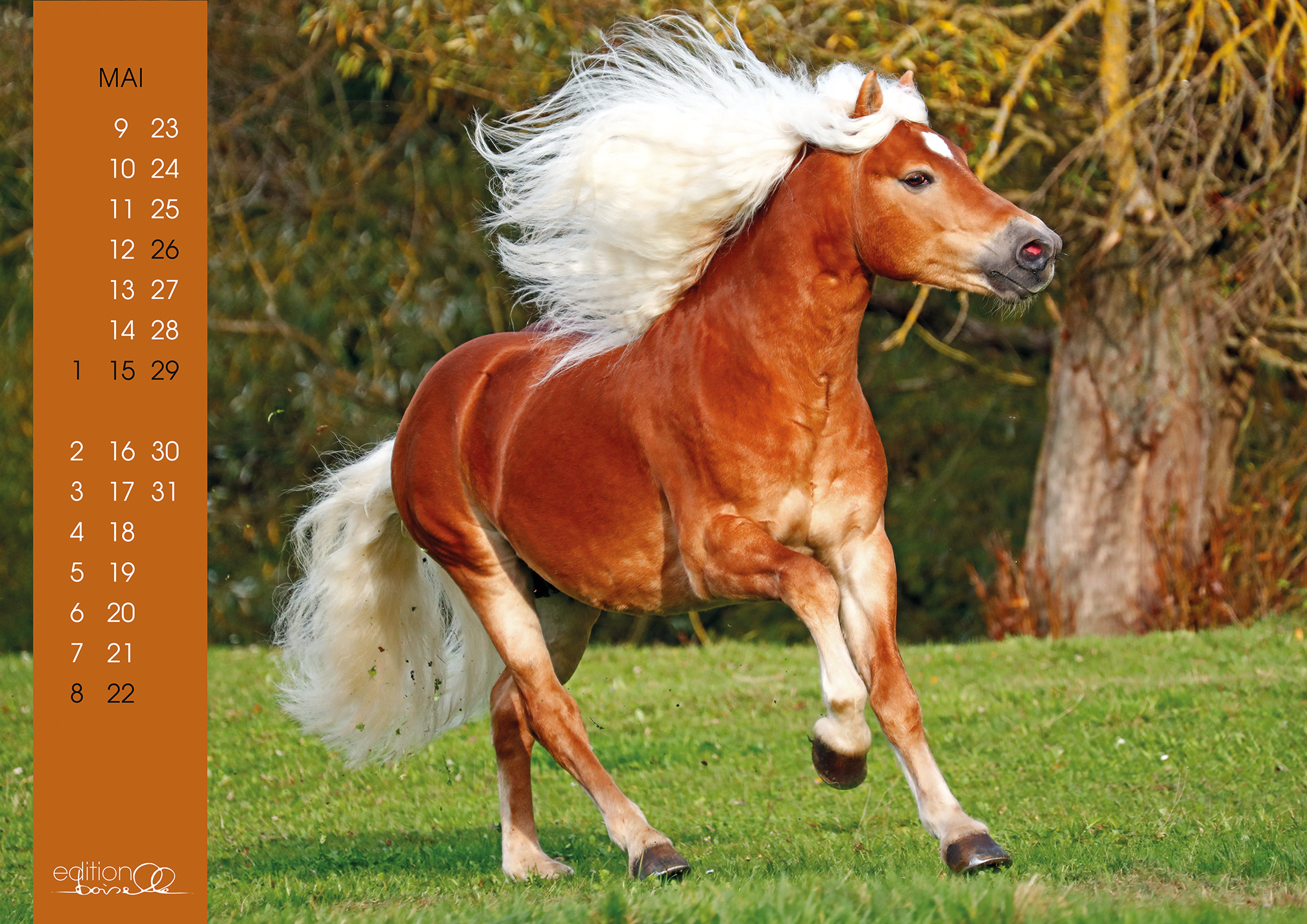 Beispielinhalt (Bild) Haflinger 2023