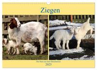 Vorderes Coverbild Ziegen - Die Stars aus dem Streichelzoo (Wandkalender 2025 DIN A3 quer), CALVENDO Monatskalender