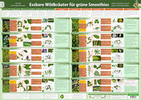 Vorderes Coverbild Essbare Wildkräuter für Grüne Smoothies Teil 2 - Wandposter (A2)