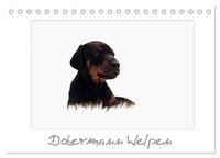 Vorderes Coverbild Dobermann Welpen (Tischkalender 2025 DIN A5 quer), CALVENDO Monatskalender
