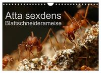 Vorderes Coverbild Atta sexdens - Blattschneiderameise (Wandkalender 2025 DIN A4 quer), CALVENDO Monatskalender
