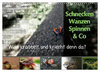 Vorderes Coverbild Schnecken, Wanzen, Spinnen und Co...Was krabbelt und kriecht denn da? (Wandkalender 2025 DIN A3 quer), CALVENDO Monatskalender