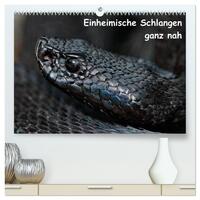 Vorderes Coverbild Einheimische Schlangen ganz nah (hochwertiger Premium Wandkalender 2025 DIN A2 quer), Kunstdruck in Hochglanz