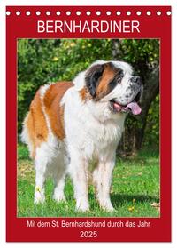 Vorderes Coverbild Bernhardiner - Mit dem St. Bernhardshund durch das Jahr (Tischkalender 2025 DIN A5 hoch), CALVENDO Monatskalender