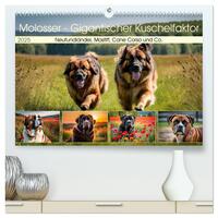 Vorderes Coverbild Molosser - Gigantischer Kuschelfaktor (hochwertiger Premium Wandkalender 2025 DIN A2 quer), Kunstdruck in Hochglanz