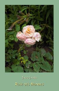 Vorderes Coverbild Valdolon / Rose des Mondes