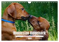 Vorderes Coverbild Rhodesian Ridgeback, Charmante Herzensbrecher (Wandkalender 2025 DIN A4 quer), CALVENDO Monatskalender