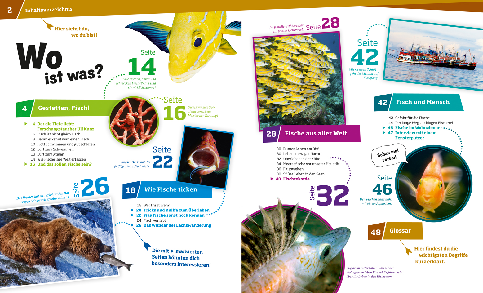 Beispielinhalt (Bild) WAS IST WAS Band 41 Fische. Wunderwelt im Wasser