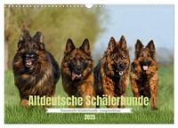 Vorderes Coverbild Altdeutsche Schäferhunde - Traumhafte Schäferhunde Langstockhaar (Wandkalender 2025 DIN A3 quer), CALVENDO Monatskalender