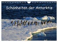 Vorderes Coverbild Schönheiten der Antarktis (Wandkalender 2025 DIN A4 quer), CALVENDO Monatskalender