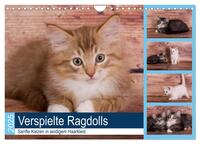 Vorderes Coverbild Verspielte Ragdolls - Sanfte Katzen in seidigem Haarkleid (Wandkalender 2025 DIN A4 quer), CALVENDO Monatskalender