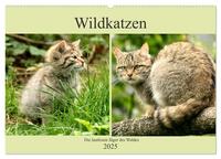 Vorderes Coverbild Wildkatzen - Die lautlosen Jäger des Waldes (Wandkalender 2025 DIN A2 quer), CALVENDO Monatskalender