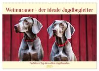 Vorderes Coverbild Weimaraner - der ideale Jagdbegleiter (Wandkalender 2025 DIN A2 quer), CALVENDO Monatskalender