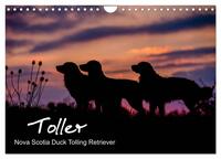 Vorderes Coverbild Toller - Nova Scotia Duck Tolling Retriever (Wandkalender 2025 DIN A4 quer), CALVENDO Monatskalender