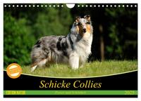 Vorderes Coverbild Schicke Collies (Wandkalender 2025 DIN A4 quer), CALVENDO Monatskalender