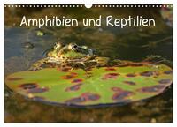 Vorderes Coverbild Amphibien und Reptilien (Wandkalender 2025 DIN A3 quer), CALVENDO Monatskalender