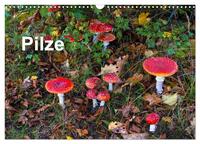 Vorderes Coverbild Pilze (Wandkalender 2026 DIN A3 quer), CALVENDO Monatskalender