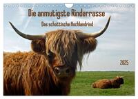 Vorderes Coverbild Die anmutigste Rinderrasse - Das schottische Hochlandrind (Wandkalender 2025 DIN A4 quer), CALVENDO Monatskalender