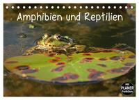 Vorderes Coverbild Amphibien und Reptilien (Tischkalender 2025 DIN A5 quer), CALVENDO Monatskalender