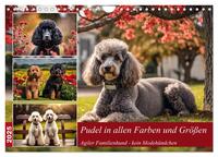 Vorderes Coverbild Pudel in allen Farben und Größen (Wandkalender 2025 DIN A4 quer), CALVENDO Monatskalender