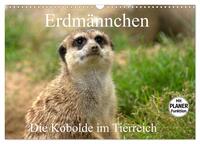 Vorderes Coverbild Erdmännchen - Die Kobolde im Tierreich (Wandkalender 2025 DIN A3 quer), CALVENDO Monatskalender