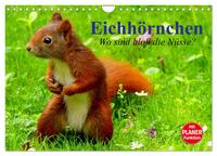 Vorderes Coverbild Eichhörnchen. Wo sind bloß die Nüsse? (Wandkalender 2025 DIN A4 quer), CALVENDO Monatskalender