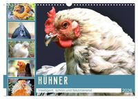 Vorderes Coverbild Hühner. Intelligent, schön und faszinierend (Wandkalender 2026 DIN A3 quer), CALVENDO Monatskalender